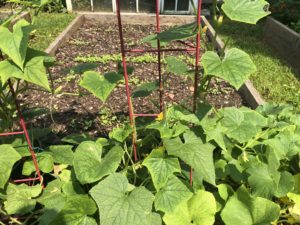 Late Summer Pickles: Preserve Your Garden Harvest | Heather Carey